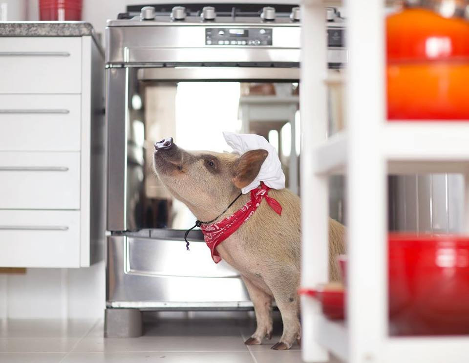 Nhưng với sự chăm sóc của cha mẹ, Jamon lớn lên từng ngày và hết sức khỏe mạnh.