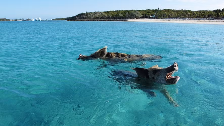 Người ta không rõ tại sao những con lợn này lại sống ở một nơi hoang dã không có người ở như đảo Bahamas. Tuy nhiên, chúng có quan hệ rất tốt với những người dân địa phương. Chúng được họ chăm sóc và cho ăn hằng ngày.