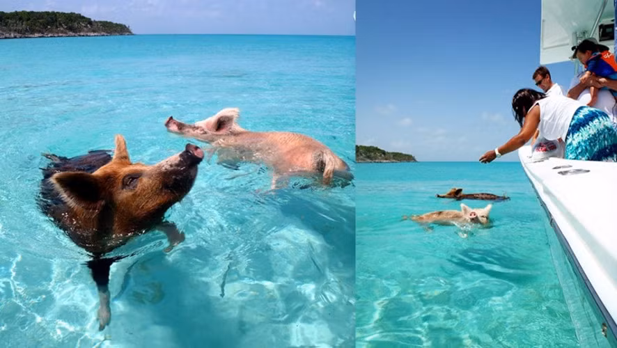 Sau nhiều ngày trên bãi biển với cát trắng, đoàn thám hiểm dễ dàng tiếp cận với một số chú lợn nằm dài trên cát. Ấn tượng đầu tiên đó là làn da của chúng, nó không phải màu trắng mà có những đốm màu nâu.