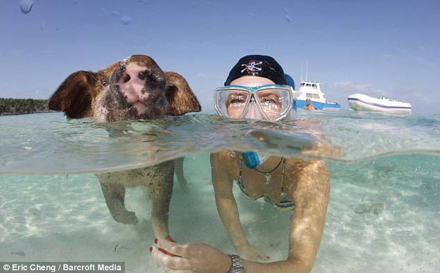 Cheng kể lại rằng: “Khi những con tàu của người dân địa phương mang theo thức ăn đi tới, một số con lợn nhào tới, chúng lao mình vào nước bơi nhanh và tiếp cận những chiếc thuyền để xin thực phẩm. Những thuyền viên thực sự ngạc nhiên khi chứng kiến những con lợn nằm phơi mình trên cát trắng. Tuy nhiên, họ còn bất ngờ hơn khi những con lợn này bơi đuổi theo và tìm kiếm thức ăn, ngay cả khi tàu của họ ra đến giữa biển”.