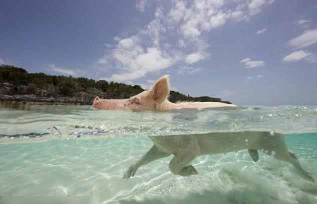 Dưới làn nước biển trong xanh, chú lợn này chẳng khác gì vận động viên bơi lội chuyên nghiệp.
