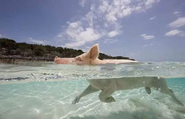 Dưới làn nước biển trong xanh, chú lợn này chẳng khác gì vận động viên bơi lội chuyên nghiệp.
