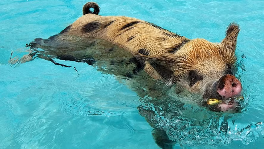 Big Major Cay - còn được gọi là Bãi biển lợn hay đảo lợn - là nơi xuất hiện rất nhiều con lợn rừng giỏi bơi lội như những vận động viên chuyên nghiệp. Lợn có thể bơi "nhoay nhoáy" ngang ngửa cá.