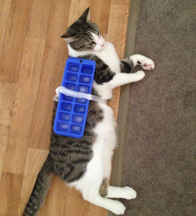 Nếu bạn không có điều hòa, bạn tìm kiếm các lựa chọn thay thế khác giống như chú mèo đáng yêu này.