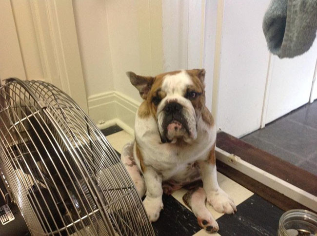 Máy điều hòa và quạt trở thành người bạn tốt nhất cho cả người lẫn vật.