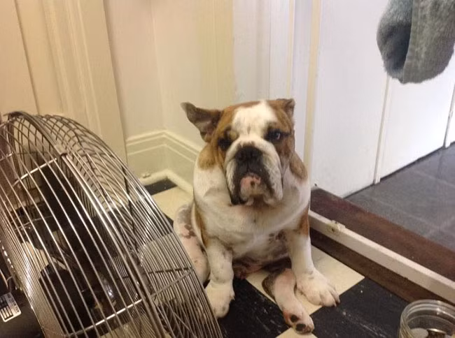 Máy điều hòa và quạt trở thành người bạn tốt nhất cho cả người lẫn vật.