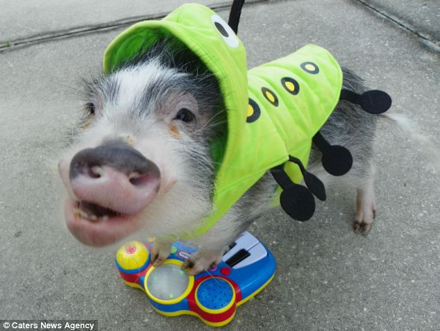 Thimble năm nay được 6 tuổi. Con vật rất thích thay đổi trang phục khác nhau cho mỗi lần biểu diễn, khi là chiếc váy dễ thương, băng buộc đầu hay kính mát nhỏ.