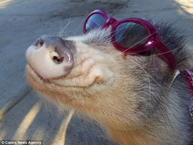 Lợn Thimble chơi đàn piano bằng cách đứng trên hai chân sau và dùng hai chân trước đập vào các phím trắng, đen của cây đàn.