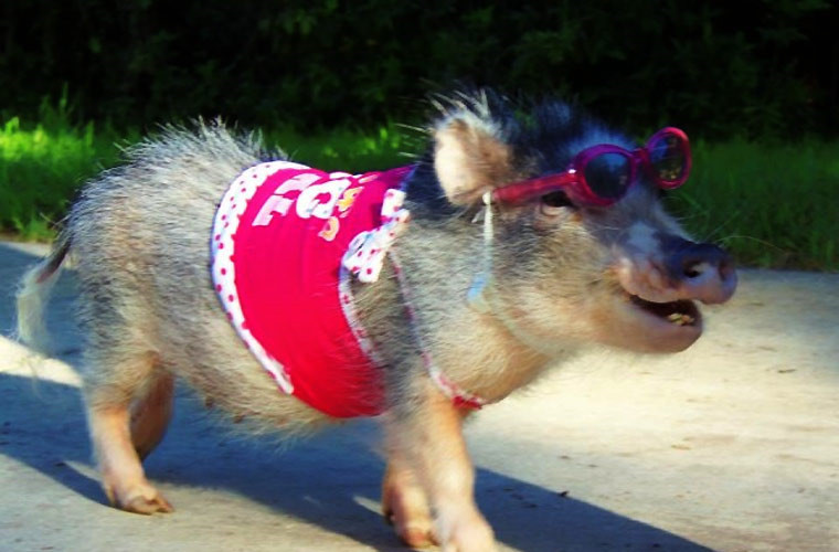 Style ngôi sao Hollywood khi dạo chơi.