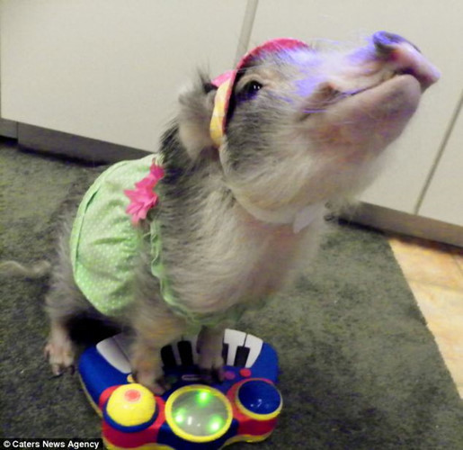 Chủ nhân cho biết vẫn thường xuyên thưởng sữa chua, hoa quả hoặc ngũ cốc cho lợn cưng khi đàn tốt.