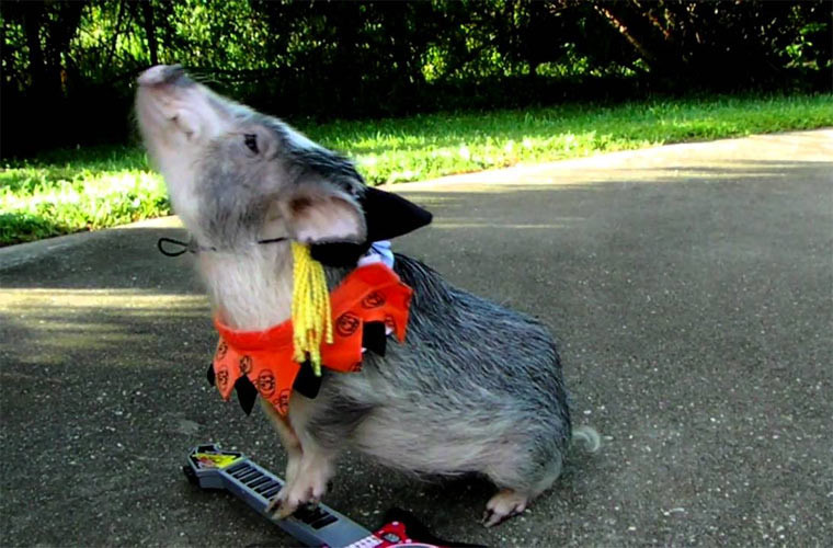 Bà chủ không tiếc tiền để ăn diện cho Thimble.