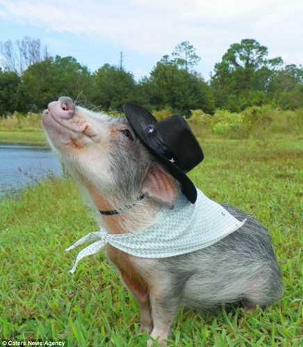 Cô lợn bé nhỏ vô cùng thông minh và đáng yêu.