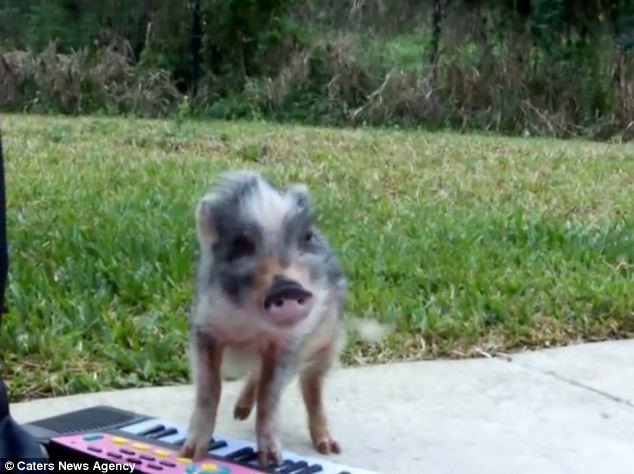 Cô chủ của lợn Thimble là Kelly Blackwell, người Mỹ. Cô đã mua một chiếc đàn organ trẻ em cho Thimble tập. Lợn ta tỏ ra rất thích thú và tạo được nhiều âm thanh vui nhộn ngay khi đàn lần đầu.