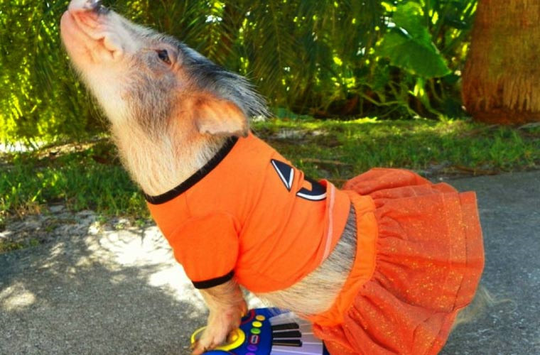 Nàng lợn tài sắc hút hồn dân mạng không chỉ vì tài đàn mà còn cả vẻ sành điệu trong ăn mặc.