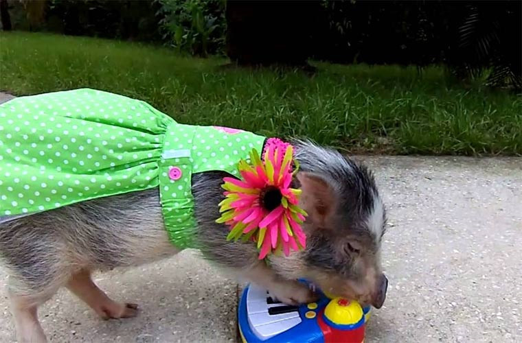 Khả năng chơi đàn piano tài tình của một cô lợn bé nhỏ tên Thimble khiến cho người hâm mộ trên các trang mạng xã hội vô cùng thích thú, thậm chí nó trở thành một hiện tượng trên Youtube. Nàng lợn chơi piano đã thu hút được hàng ngàn lượt người theo dõi.