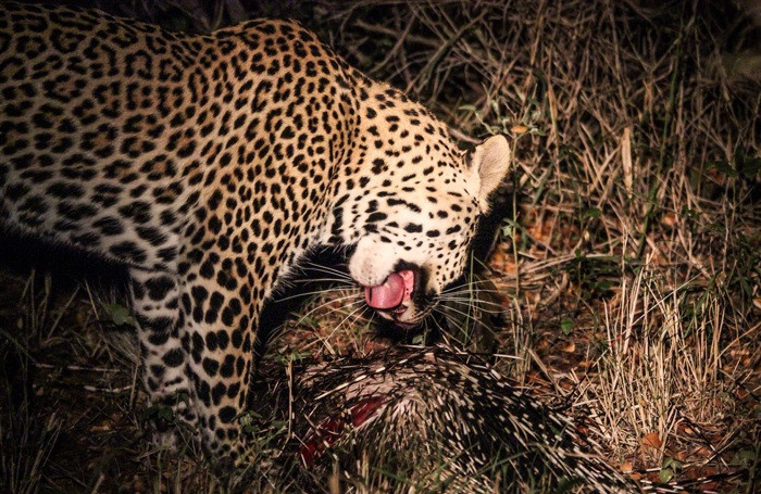 Việc săn nhím đòi hỏi sự khéo léo và kỹ thuật cao. Chỉ sơ sẩy một chút, báo đốm sẽ lãnh trọn những chiếc gai nhọn hoắt như chông đâm vào mặt, vào cơ thể. (Nguồn Africa Geographic)