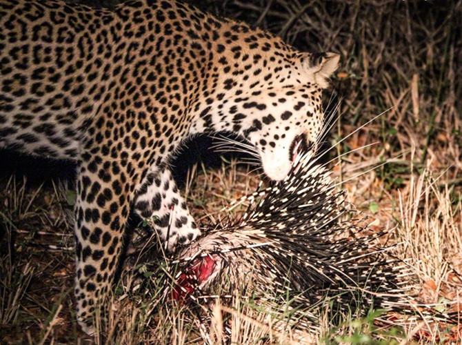 Khi săn được rồi, việc ăn uống cũng là cả một vấn đề, báo đốm buộc phải nhổ từng chiếc lông nhím để có thể cắn xé thịt con mồi. (Nguồn Africa Geographic)