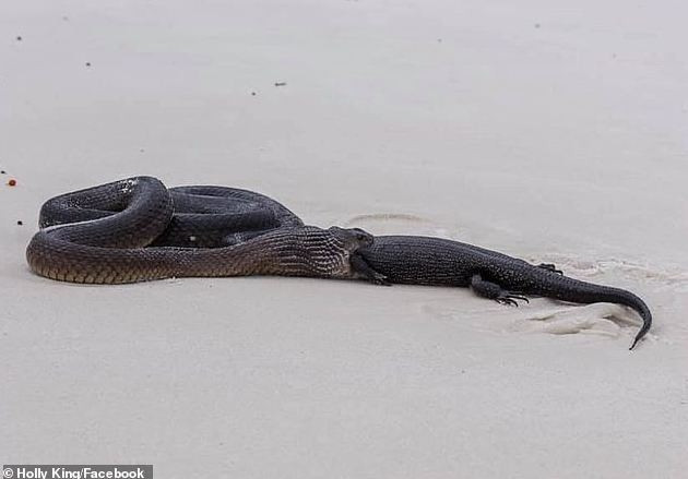 Kinh hai ran doc nuot chung ky da co lon tren bai bien-Hinh-2