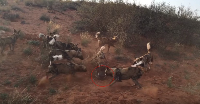 Cảnh tượng đàn chó hoang châu Phi đuổi cùng giết tận lợn rừng được một du khách ghi lại tại hoang mạc Kalahari, Nam Phi, khiến nhiều người sởn gai ốc bởi sự hung dữ của loài động vật này.