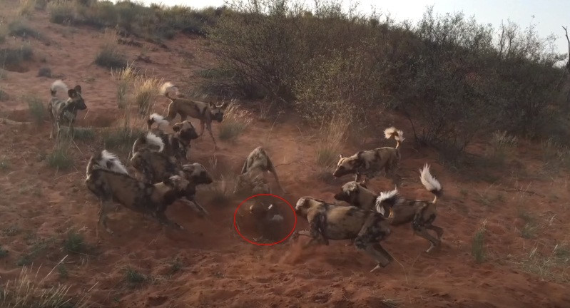 So với những mãnh thú nổi tiếng ở châu Phi như sư tử, báo đốm, voi... thì những con chó hoang không được đánh giá cao. Tuy nhiên gần đây, người ta đã phải có cái nhìn khác về loài động vật này khi các quan sát cho thấy tỉ lệ săn mồi thành công của chó hoang châu Phi cao hơn cả sư tử.