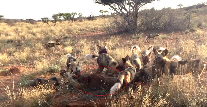 Bị thương nặng phía bụng và đuôi, lợn rừng biết mình không thể thoát được số kiếp, nó không còn chống cự mà để mặc cho đàn chó hoang khát máu ăn thịt mình.