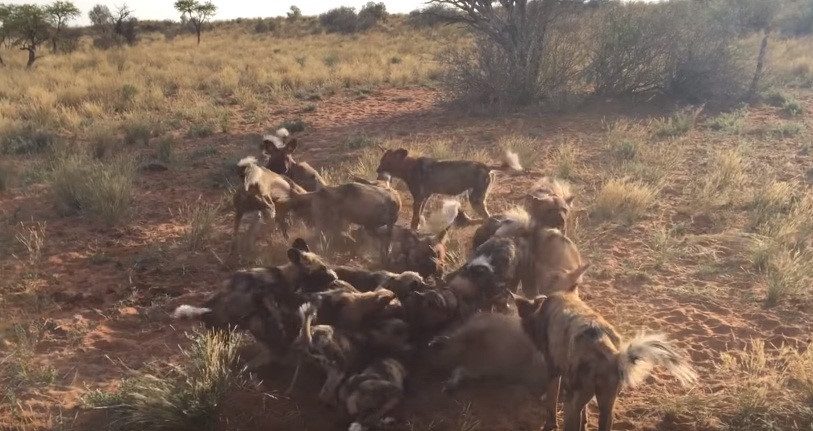 Chỉ một thời gian ngắn sau, trên nền đất không còn chút vết tích của con lợn rừng.