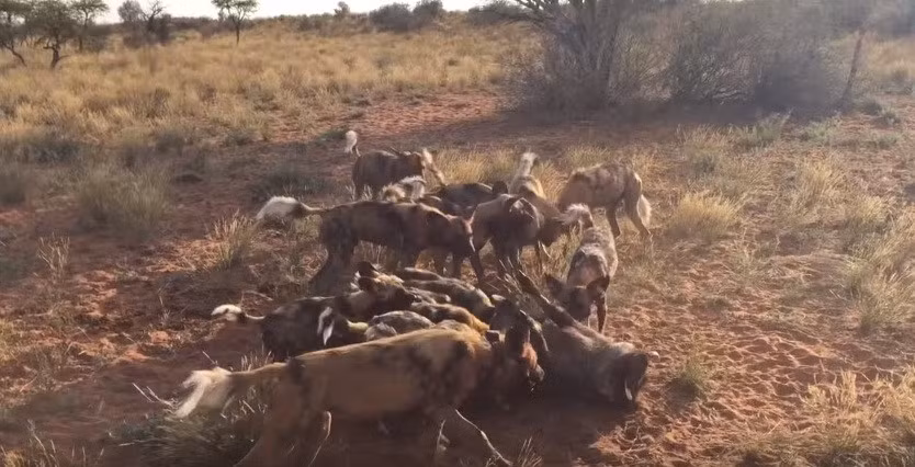 Những con chó con ở bên ngoài nhìn các đàn anh đàn chị và bố mẹ của mình ăn xong mới tiến lại gần, tận hưởng bữa ăn.