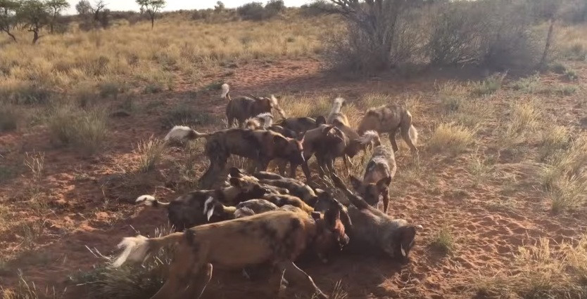 Những con chó con ở bên ngoài nhìn các đàn anh đàn chị và bố mẹ của mình ăn xong mới tiến lại gần, tận hưởng bữa ăn.