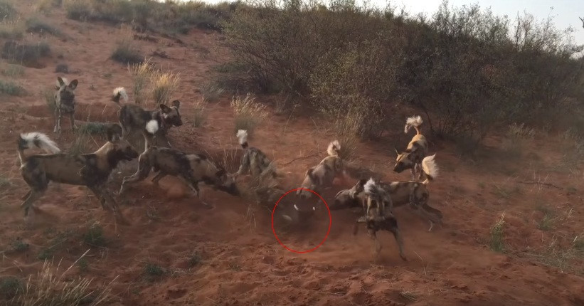 Con lợn rừng xấu số này không may bị đàn chó hoang hung dữ phát hiện khi đang lang thang một mình. Mặc dù đã cố gắng vùi mình trong hang nhưng lợn rừng tội nghiệp vẫn bị cả đàn chó hoang "đánh hội đồng".