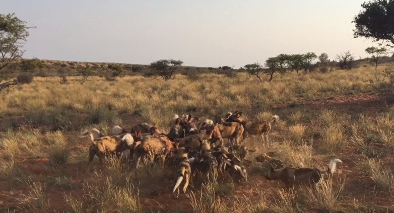 Sau khi con lợn rừng chết hẳn, cả đàn chó hoang xông vào mở tiệc trên xác con mồi. Tuy nhiên, màn ăn uống cũng được sắp xếp theo thứ tự thứ bậc trong bầy.