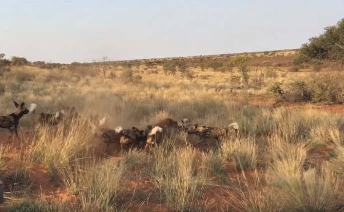 Chỉ có một mình, dù cố hết sức nhưng lợn rừng vẫn không thể cố thủ thành công trong nơi trú ẩn. Nó bị đàn chó hoang cắn chặt vào mông, vào lưng, lôi ra ngoài.