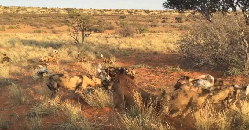 Sau khi bị lôi ra khỏi hang, lợn rừng lập tức rơi vào thảm cảnh bị cả đàn chó hoang cắn xé.