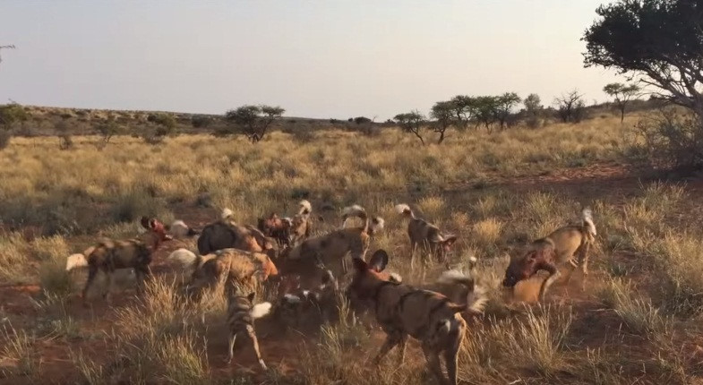 Thấy lợn rừng buông xuôi, một con chó hoang cắn chặt vào cổ lợn rừng.