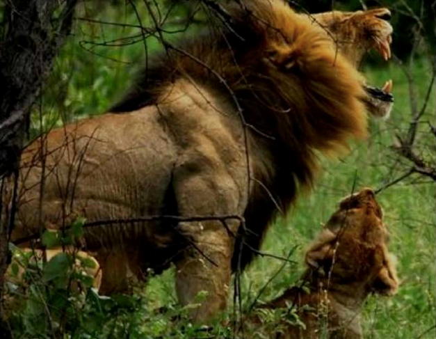 Không cần phải chứng minh cho ai xem, chỉ một tiếng gầm vang dội, vua sư tử đã chứng minh mình là một trong những soái ca động vật có thân hình quyến rũ nhất. (Theo Emgn)