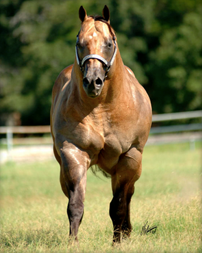 Được đánh giá là một trong những chàng soái ca động vật có thể hình hấp dẫn nhất, chàng ngựa nâu tự tin khoe dáng khi chụp ảnh. (Theo Emgn)