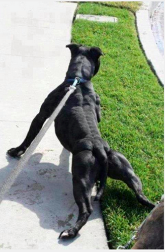 Sẵn sàng xòe tứ chi để thể hiện vẻ đẹp hình thể, chứng minh mình là một trong những soái ca động vật cơ bắp, chú chó này khiến nhiều người bật cười. (Theo Emgn)