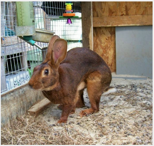 Không chỉ đạt danh hiệu vô địch trong nhiều cuộc thi nhanh nhẹn, chú thỏ này còn đạt danh hiệu soái ca trong vương quốc loài thỏ. (Theo Emgn)