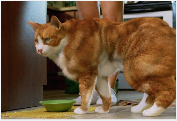 Vừa đẹp trai lại vừa cơ bắp, soái ca mèo đốn gục trái tim của hàng triệu người hâm mộ. (Theo Emgn)