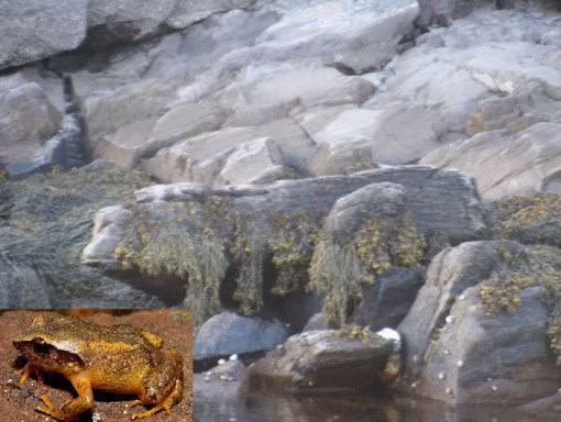 Đảo Bragg, Newfoundland sở hữu một chú ếch khổng lồ bằng đá phủ đầy rong rêu.