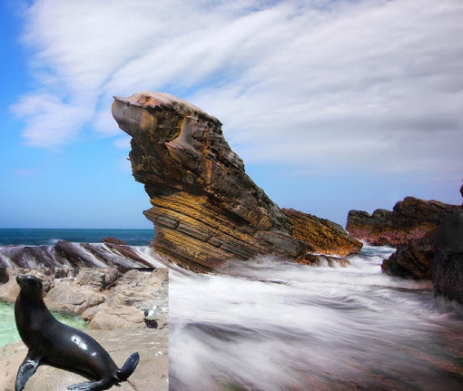 Hình ảnh một chú hải cẩu to lớn đứng trước biển tại Yehliu, Đài Loan.