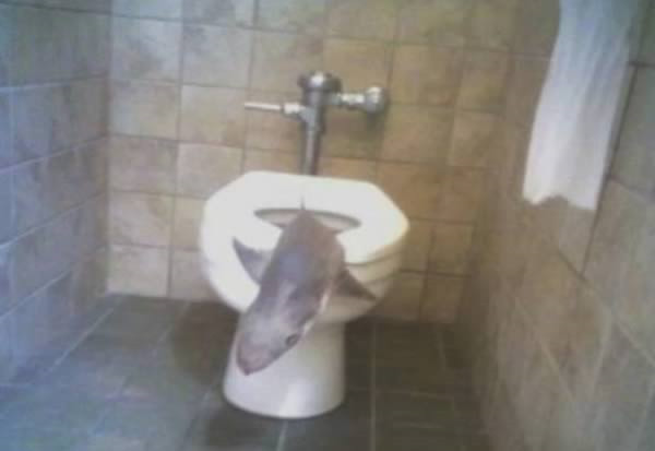 Hai người phụ nữ ở Nam Carolina, Mỹ “sợ đứng tim” khi phát hiện " quái thú" là một con cá mập trong một nhà vệ sinh công cộng ở Công viên Henry Chamber Waterfront. Lãnh đạo công viên cam kết con cá mập không thể bơi lên nhà vệ sinh và bị kẹt.