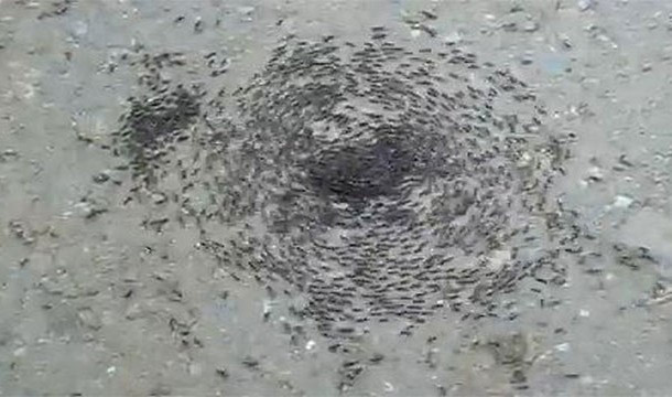 Đi bộ đến chết, kiến Army bị mù và chúng sẽ lần theo mùi của những đồng loại để về tổ, tuy nhiên nếu có sự sai lầm nào đó, những con kiến này sẽ đi bộ thành một "vòng tròn tử thần", chúng sẽ đi vòng quanh mãi cho đến khi chết vì kiệt sức.