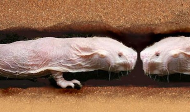 Chuột chũi cái có hành vi bắt nạt ngầm, con chuột chũi hoàng hậu sẽ là con cái duy nhất có thể mang thai bởi nó sẽ bắt nạt các con cái khác, làm cho các con cái khác bị căng thẳng và tránh xa lãnh địa của nó.