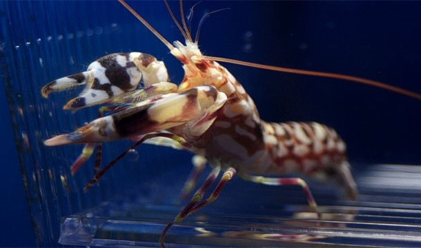 Tôm súng lục được coi là một trong những động vật sở hữu quyền năng thiên nhiên. Những chiếc càng của tôm súng lục khi quắp lại có thể tạo ra một tiếng động to hơn cả một vụ nổ siêu âm. Chúng cũng có khả năng tạo ra một bong bóng có nhiệt độ gần đạt mức nóng như Mặt trời khiến người người sửng sốt.