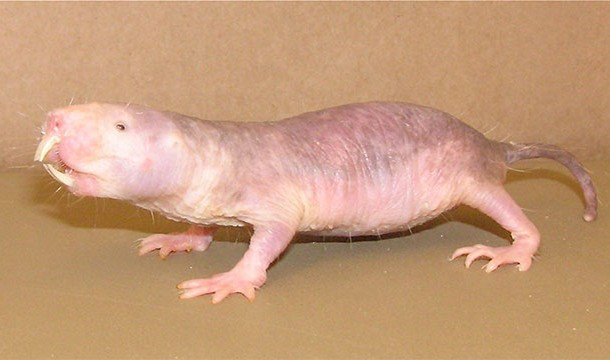 Chuột chũi có khả năng chạy ngược nhanh kỳ dị. Bị mù hoàn toàn và sống trong bóng tối quanh năm suốt tháng khiến cho chuột chũi có thể chạy tiến chạy lùi nhanh như nhau.