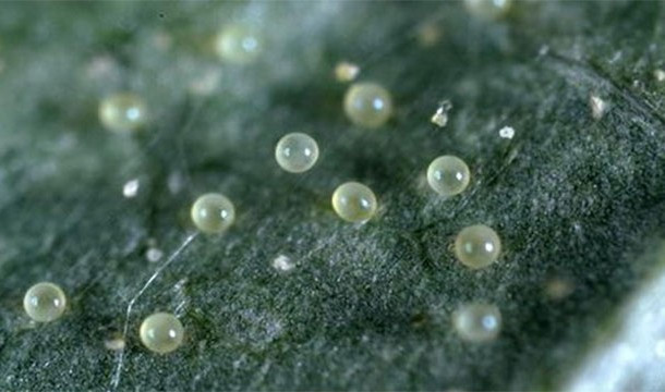 Là một trong những động vật có hành vi kỳ dị, ve cái Histiostoma murchiei là loài động vật cực kỳ biến thái khi loạn luân với con của mình. Con ve cái đẻ trứng mà không cần thụ tinh. Khi những đứa con trai cô ả lớn lên, cô ả sẽ giao phối với chúng và những người con sẽ chết ngay sau đó.