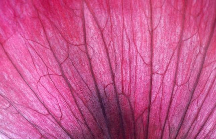 Có thể là cánh hoa phong lan?