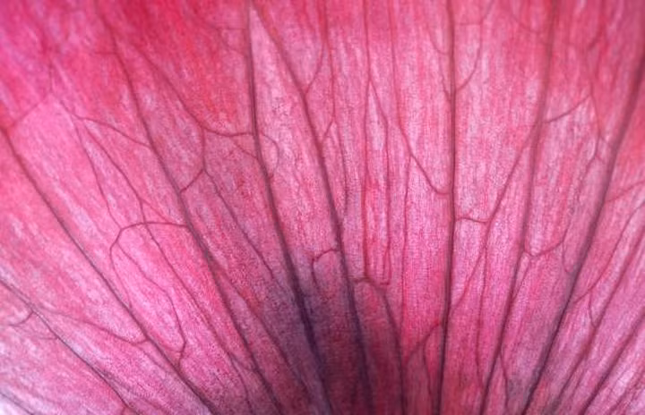 Có thể là cánh hoa phong lan?