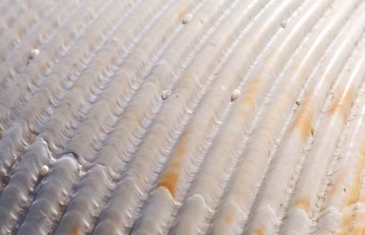 Đường cong của mái tôn? Nếu bạn đã đoán là vỏ sò thì đúng là bạn rất tinh mắt.