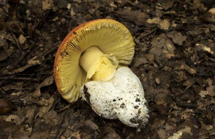 Sai rồi, đó là các lớp của một cây nấm.